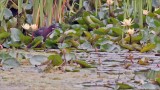 Green heron