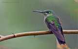 Female Green crowned Brilliant (re-edited)