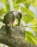 Ruby throated Hummingbird feeding on her Nest.