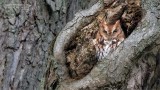Eastern Screech Owl - Adult red morph.