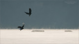 Bald Eagle Dropping Dinner