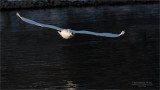 Trumpeter Swan in flight