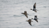 Long tailed ducks