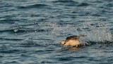Female Longtailed Duck crash Landing