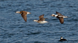 Long-tailed Ducks in flight
