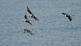 Long-tailed ducks @ 1/32000 shutter speed