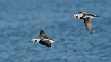 Male Long taileds in Flight