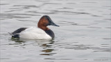 Canvasback