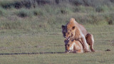 Mating Lions