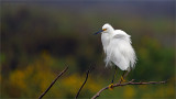 Snowy egret
