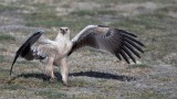 Tawny Eagle