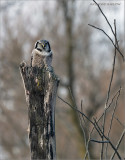 Northern Hawk Owl