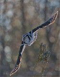 Northern Hawk Owl in Flight 2