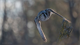 Northern Hawk owl in Flight 3