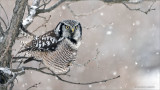 Northern Hawk Owl