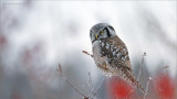 Northern Hawk Owl