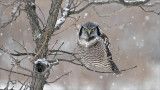 Northern Hawk Owl with Frozen Dinner