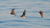 Longtailed Ducks in Flight