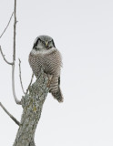 Northern Hawk Owl