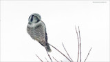 Northern Hawk Owl @ 64,000 iso