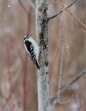 Downy woodpecker