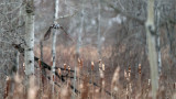 Northern Hawk owl in Flight 5