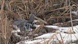 Northern Hawk Owl with a Vole!