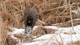 Northern Hawk Owl- heads up!