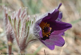 Pulsatilla montana