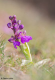 Anacamptis morio