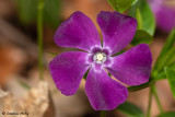 Vinca minor