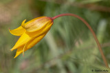 Tulipa sylvestris subsp. sylvestris