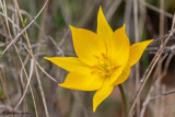 Tulipa sylvestris subsp. sylvestris