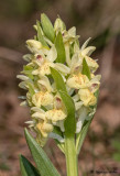 Dactylorhiza sambucina f. sambucina