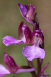 Anacamptis papilionacea subsp. expansa X A. picta