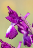 Anacamptis laxiflora