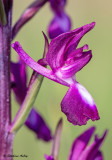 Anacamptis laxiflora