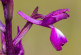 Anacamptis laxiflora