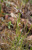 Ophrys scolopax