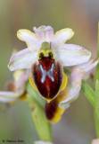 Ophrys splendida