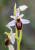 Ophrys splendida