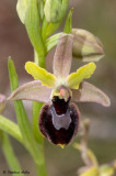 Ophrys araneola x O. drumana