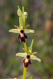 Ophrys drumana x O. insectifera