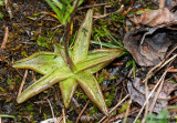 Pinguicula alpina