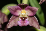 Epipactis helleborine