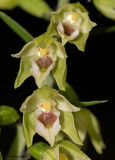 Epipactis muelleri