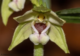 Epipactis neglecta