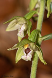 Epipactis neglecta