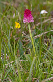 Gymnadenia miniata