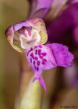 Anacamptis morio